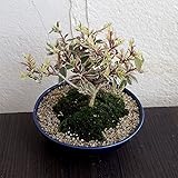 盆栽セット：アベリア ノーブランド品