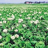 【種 5kg】 シロクローバ 普通種 緑化用 景観用 緑肥 [播種期：3～10月] 雪印種苗 米S代不