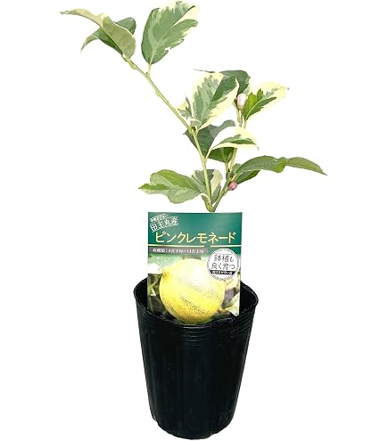 Amazon｜柑橘 果樹苗 スイートレモネード｜観葉植物 オンライン通販