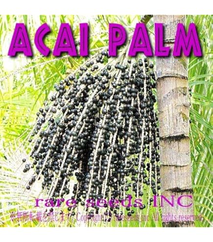 Amazon.co.jp: 【種子】Euterpe Oleracea 'Pará Dwarf'アサイーパーム