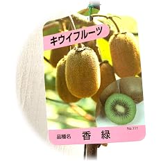 Amazon キウイ 苗木 香緑 緑実メス 12cmポット苗 こうりょく キウイ 苗 キウイフルーツ 果物