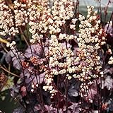 ヒューケラ：シャンハイ2.5号ポット 3株セット ノーブランド品