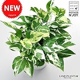 LAND PLANTS 【観葉植物】 ポトス・エンジョイ （ 5号サイズ）