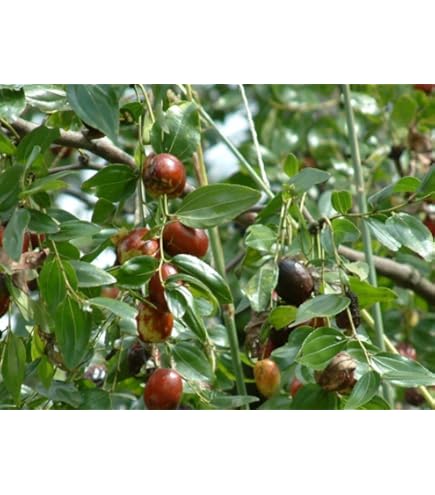 Amazon.co.jp: 果樹苗 ナツメ 中華大龍棗 1株 / 国華園 25年秋商品