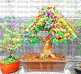 Rare Blue Maple Seeds Bonsai Tree Plants Pot Suit for DIY Home Garden Japanese Maple Seeds 20 Pcs / 