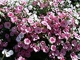 花の種子ピンクイエロー年次マロー（ハナアオイ属のtrimestris）年次ミックス