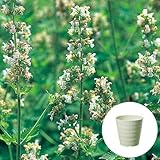 キャット ニップ 栽培 セット / ハーブ / 軽量 プラスチック 鉢 プランター / アイボリー