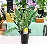 万年青（おもと）：オモト鉢植え：「有田 都城」
