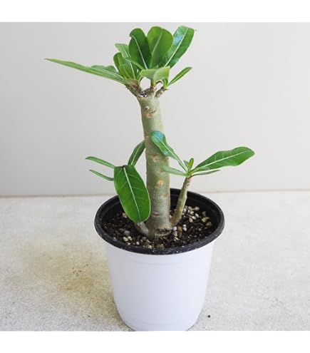Amazon｜アデニウム アラビカム 8号鉢つき 超幹太タコ足｜観葉植物