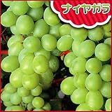 葡萄(ぶどう)苗木　ナイアガラ