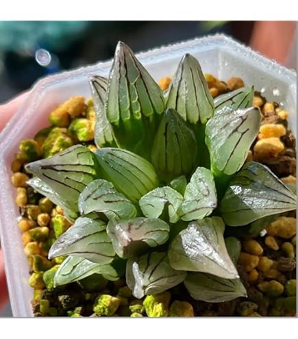 激安】西瓜寿 アトロフスカミュータント 大群生 巨大株 極上品