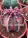 Best-selling 200pcs Japanese Succulents Seeds Rare Indoor Flower Mini Cactus Seeds fleshier plant Po