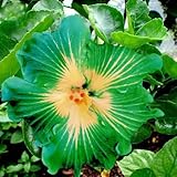 発売中！！！花の鉢植え用の200pcsのハイビスカスの種16kinds HIBISCUS ROSA-シネンシスフラワー種子ハイビスカスの木の種子