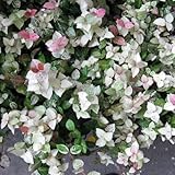 ハツユキカズラ3号ポット 3株セット ノーブランド品