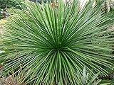【多肉植物/種子】Agave Geminiflora★アガベ・ジェミニフローラ/ゲミニフローラ/王妃乱れ雪◎ストリアータに似た細い葉が美しいリュウゼツラン科アガベ◆5粒♪ [並行輸入品]