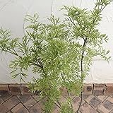 西洋ニワトコ（サンブカス）：ゴールデンタワー6号ポットまたはルートバック ノーブランド品