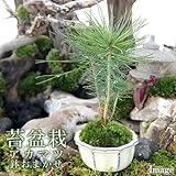 (観葉)苔盆栽 アカマツ 鉢おまかせ(1鉢) 本州・四国限定[生体]