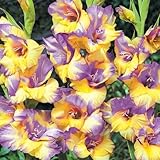 春植え球根 グラジオラス 特大球 ダイナマイト 15球【※発送がからの場合のみ正規品です】