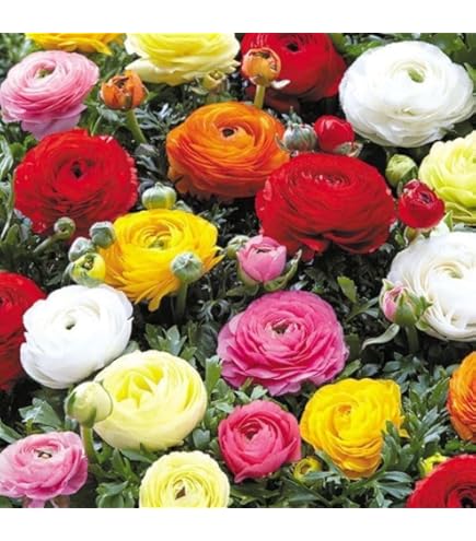 Amazon.co.jp: ラナンキュラス 球根 【 混合 お徳用 】8球 秋