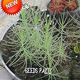 新しい新鮮な種子モウセンゴケPeltata種子ガーデン食虫植物盆栽植物エゲリアモウセンゴケ種子100個/袋、＃EBOZR3