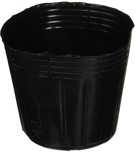 Amazon.co.jp: 村井美樹 Melting Pot サイン入り : DIY・工具・ガーデン