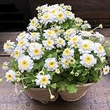 3個セット マトリカリア レース白花可愛い ガーデニング 寄せ植え インテリア