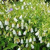 カンパニュラ （ ベルフラワー ） 竹島 （ 白 ） 6号ポット大苗 宿根草 苗 多年草 耐寒性 日陰