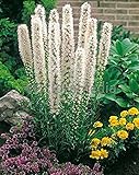 種子ホワイト高密度ブレイジングスターBelyy（Liatris spicata）多年生