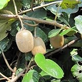 キウイ（メス木）：ヘイワード4～5号ポット[晩生 大果の代表的品種 貯蔵性高い][苗木] ノーブランド品