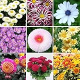 Perennial 400 mix color Daisy Flower Seeds Blooms Balcony fast growing garden decoration