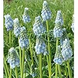 [秋植え球根]ムスカリ：レディーブルー10球入り 3袋セット ノーブランド品