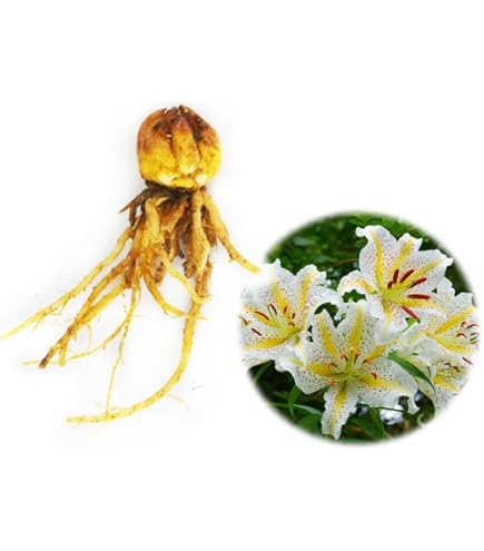 野生種、原種のヤマユリ（山百合）大小29球1組 野生種、原種のヤマユリ（山百合）大小29球1組 野生種、原種のヤマユリ（