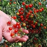200 tomato seeds Rare mini Climbing Tomato seeds, "Cherry Tomatoes - sweet 200", Mini Tomato Bonsai 