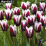 国華園　チューリップ 球根 スピッツベルゲン 40球【※発送が国華園からの場合のみ正規品です】