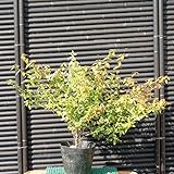 アベリア/カレイドスコープ 樹高0.4～0.5m前後 常緑低木 生垣