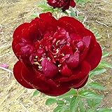 ピオニー（洋種シャクヤク）：バッキーベル4号ポット[芍薬]