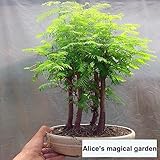 メタセコイアglyptostroboides盆栽種子DIY家庭菜園 - 100個/夜明けレッドウッド盆栽グローブを詰めます