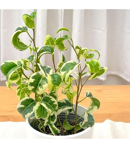 Amazon｜フィカス ベンジャミン 斑入り 観葉植物｜観葉植物 オンライン通販