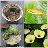 (ビオトープ/水辺植物)ウォーターポピー+楊貴妃メダカ おまかせレイアウトセット(4種)あぜなみ付 本州・四国限定[生体]