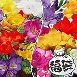 国華園　秋植え球根 フリージア福袋 50球　【※発送が国華園からの場合のみ正規品です】