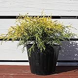 コニファー 苗 【フィリフェラオーレア】 5号ポット苗