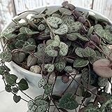 ハートカズラ（セロペギア・ウッディ）4号鉢植え[ハートの形の葉が可愛いつる性植物！] ノーブランド品