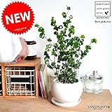 LAND PLANTS 【観葉植物】 ベンジャミン・バロック （白色丸型陶器）