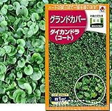 グランドカバー 種子 タキイ種苗 ダイカンドラ（コート種子）播種量目安8～15g/m2 (20ml)