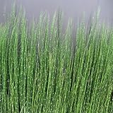 トクサ（木賊）：オオトクサ3.5号ポット3株セット[ジャンボトクサ・大トクサ] ノーブランド品