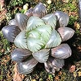 国華園　多肉植物 ハオルチア オブツーサ 1株【※発送が国華園からの場合のみ正規品です】