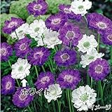 国華園　花たね　切花向き　スカビオサ　コーカシカホワイト　1袋(50粒)【※発送が国華園からの場合のみ正規品です】