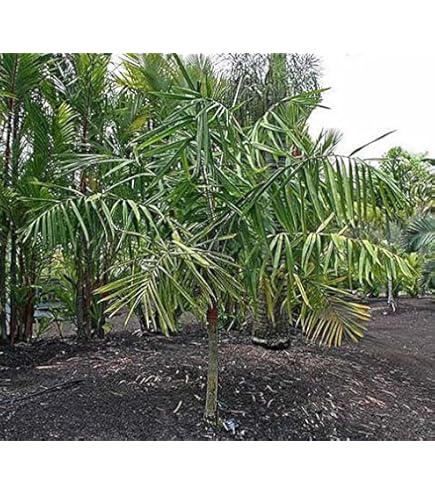 Amazon.co.jp: 【種子】Archontophoenix Cunninghamiana