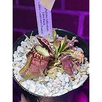 セファロタス エデン ブラック セドリック 食虫植物 Cephalotus follicularis Eden Black Cedric セファロタスフォリ