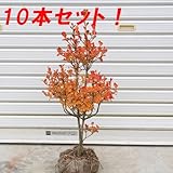 庭木：ドウダンツツジ（どうだんつつじ）　H：50-60cm　☆10本セット☆